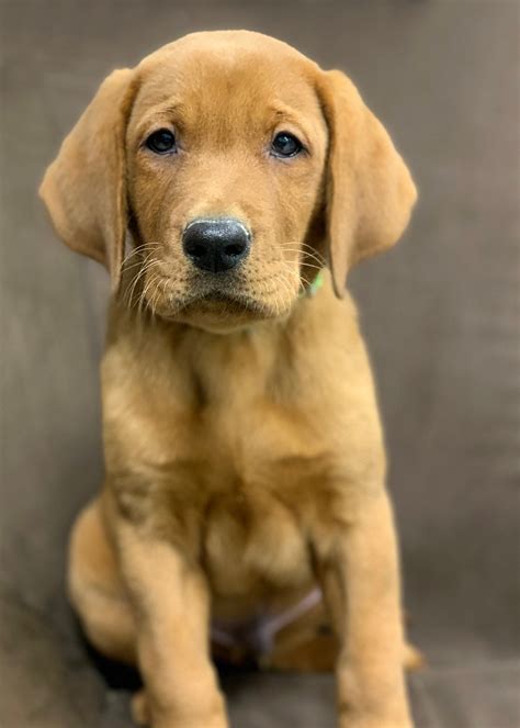 com will help you find your perfect Golden Retriever puppy <b>for sale</b> in <b>Wisconsin</b>. . Puppies for sale wisconsin
